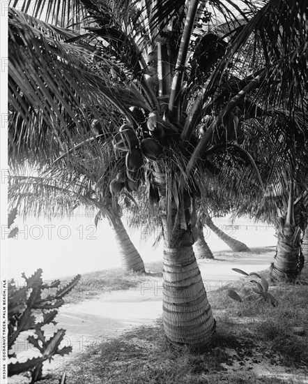 Cocoanut trees, Palm Beach, Fla., between 1900 and 1906. Creator: Unknown.