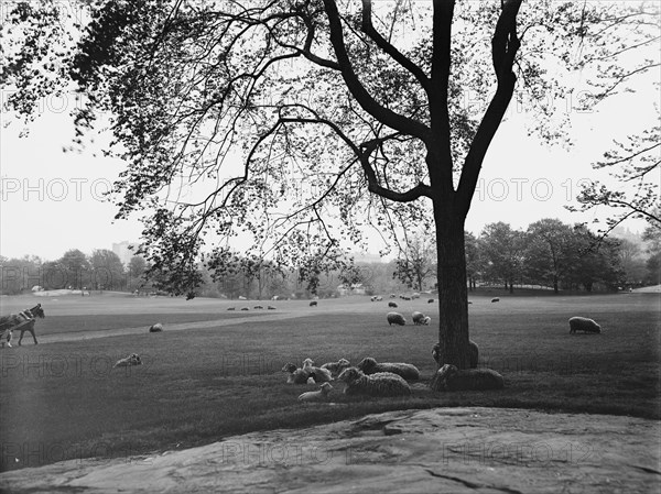 Sheep in Central Park, New York, between 1900 and 1906. Creator: Unknown.