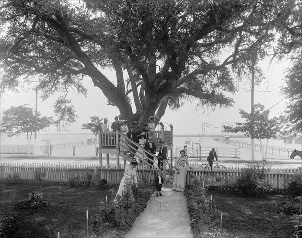 Shoo-fly at Madame Boyle's, Bay St. Louis, Miss., between 1900 and 1906. Creator: Unknown.