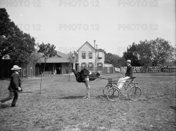 Oliver W., the famous trotting ostrich [at Florida Ostrich Farm, Jacksonville], c1903. Creator: Unknown.