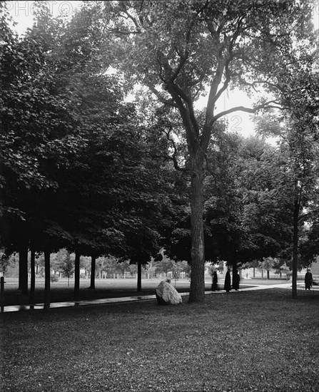 Tappan Oak, University of Michigan, between 1900 and 1905. Creator: Unknown.