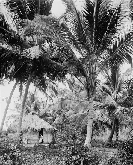 Cocoanut palms, Puerto Rico, c1903. Creator: Unknown.