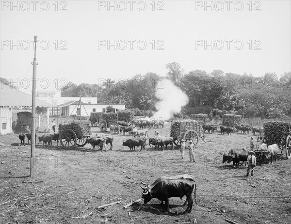 Weighing sugar cane before unloading at the mill, c1904. Creator: Unknown.