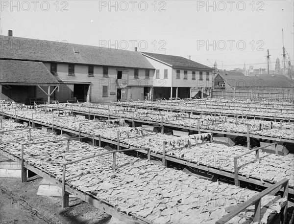 Fish flakes, Gloucester, Mass., c1905. Creator: Unknown.