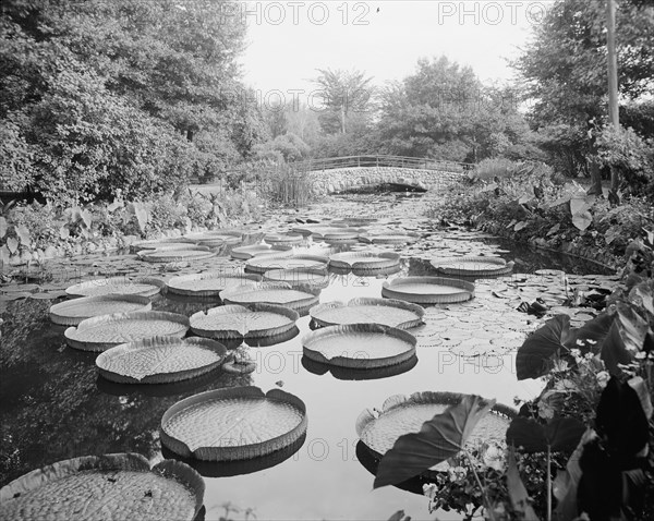 Lily pond, Como Park, St. Paul, Minn., c1905. Creator: Unknown.