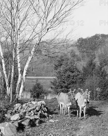 Donkeys in Berkshire Park, Pittsfield, Mass., between 1900 and 1906. Creator: Unknown.