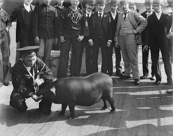 U.S.S. Iowa, pig taken from Spanish cruiser [Cristobal] Colon, ca 1898. Creator: Unknown.