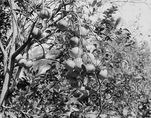 Cluster of grape fruit, between 1900 and 1920. Creator: Unknown.