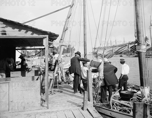 Miami, Fla., fish docks along the Miami, between 1900 and 1920. Creator: Unknown.