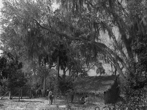 The Orange pickers, Ormond, between 1880 and 1899. Creator: Unknown.