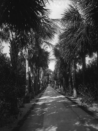 Palm Beach, Florida, Ocean Avenue, between 1880 and 1901. Creator: Unknown.