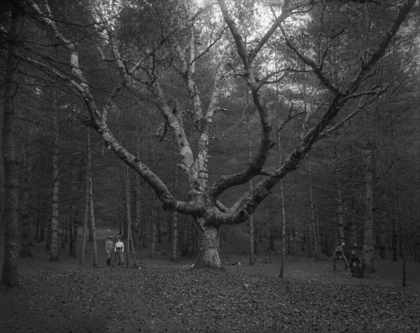 Wizard Tree, Cathedral Woods, North Conway, White Mountains, The, c1900. Creator: Unknown.