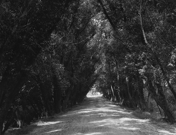 Willow Road, Gloucester, Mass., c1904. Creator: Unknown.