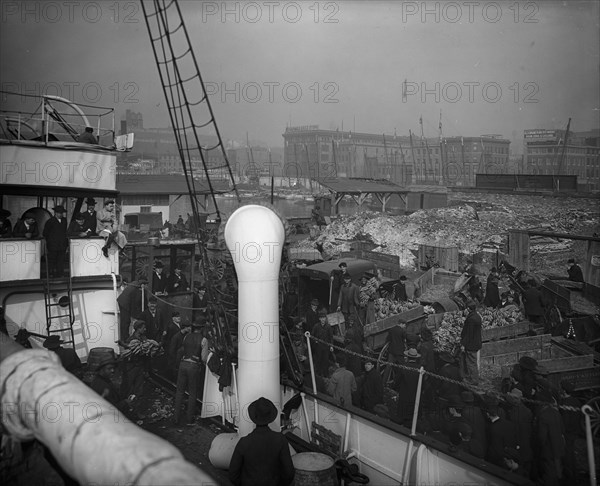 Baltimore, Maryland, unloading banana steamer, between 1890 and 1906. Creator: Unknown.