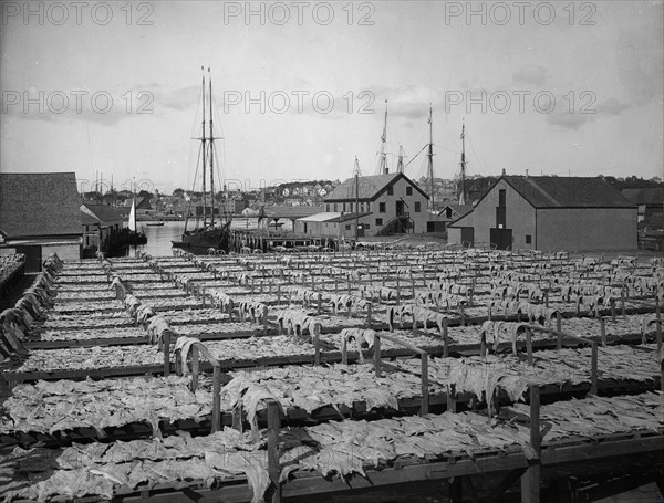 Drying fish, Gloucester, Mass., c1906. Creator: Unknown.