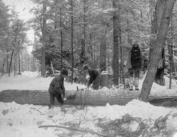 Logging, cutting lengths, between 1880 and 1899. Creator: Unknown.