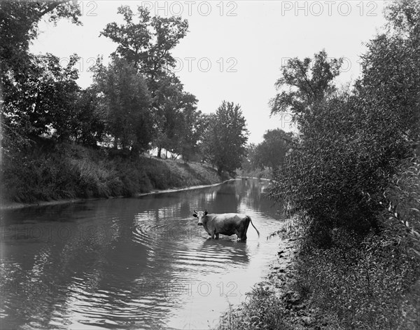 Baraboo River near Ableman's, between 1880 and 1899. Creator: Unknown.