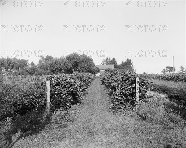 Grape vines at Rio Vista, Grosse Ile, Mich., between 1900 and 1910. Creator: William H. Jackson.
