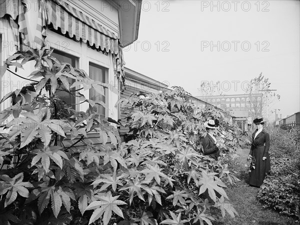 Foliage and east window of officers' club, National Cash Register [Company], Dayton, Ohio, (1902?). Creator: William H. Jackson.