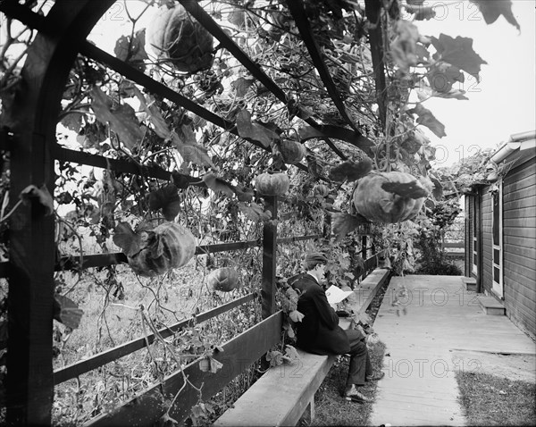 Vines in the rear of officers' club, National Cash Register [Company], Dayton, Ohio, (1902?). Creator: William H. Jackson.