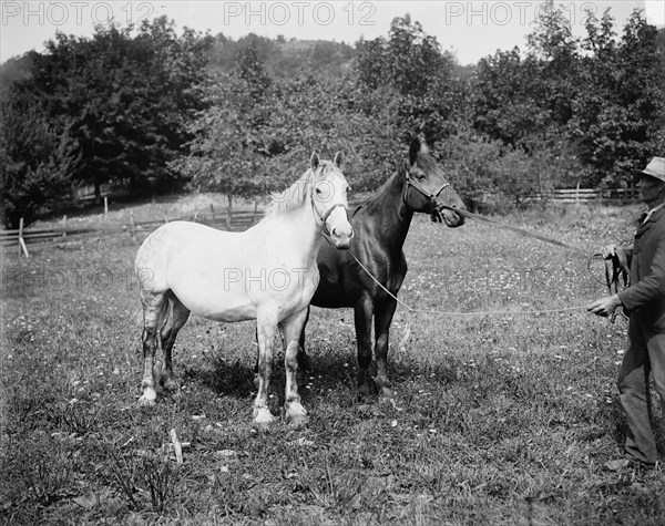 D.C. Cook's horses, Lake George, between 1900 and 1905. Creator: William H. Jackson.