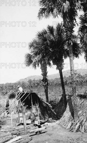 Palms and straw houses at Rascon, between 1880 and 1897. Creator: William H. Jackson.