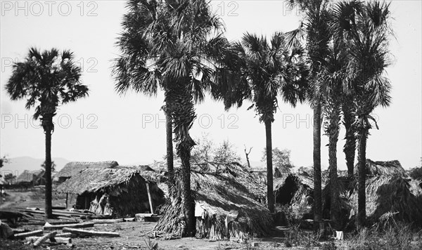 Palms and straw houses at Rascon, between 1880 and 1897. Creator: William H. Jackson.