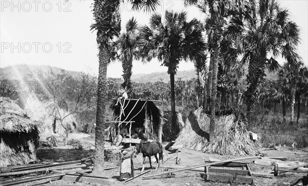 Palms and straw houses at Rascon, between 1880 and 1897. Creator: William H. Jackson.