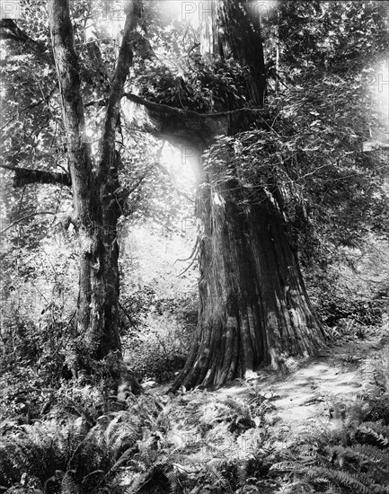 Big tree in Stanley Park, Vancouver, Canada, between 1900 and 1910. Creator: Unknown.