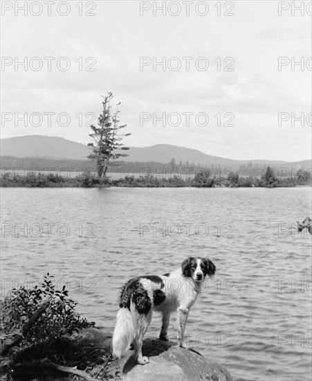 Raquette Lake (dog in picture), N.Y., between 1900 and 1910. Creator: Unknown.