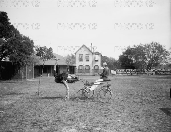 Oliver W., the famous trotting ostrich, Florida Ostrich Farm, Jacksonville, Florida, c1900-1910. Creator: Unknown.