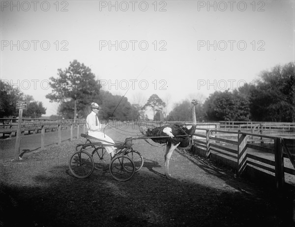 Oliver W., the famous trotting ostrich, Florida Ostrich Farm, Jacksonville, Florida, c1900-1910. Creator: Unknown.