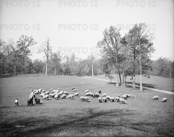 Sheep in Prospect Park, Brooklyn, N.Y., between 1900 and 1905. Creator: Unknown.