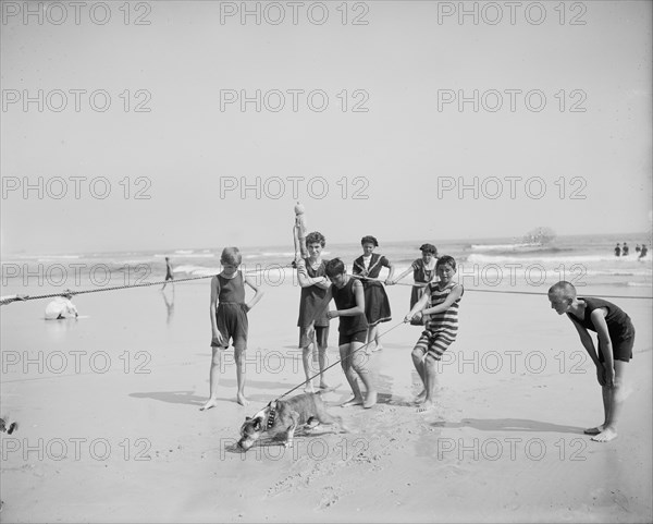 Bulldog on the beach, between 1900 and 1910. Creator: Unknown.