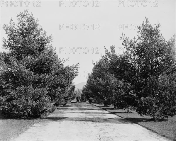 Approach to Forest Hills Hotel, Franconia Village, White Mountains, between 1890 and 1901. Creator: Unknown.