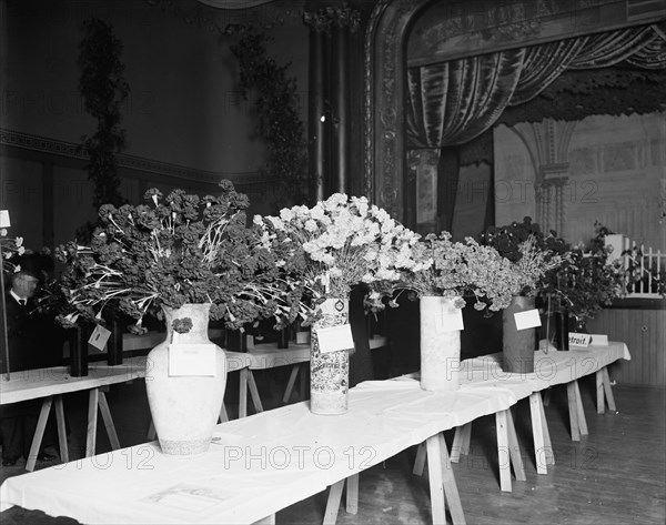 Exhibits, American Carnation Society Exhibition, Detroit, Mich., between 1900 and 1905. Creator: Unknown.