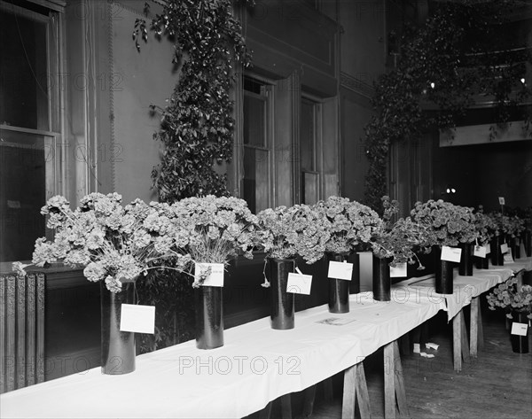 Exhibits, American Carnation Society Exhibition, Detroit, Mich., between 1900 and 1905. Creator: Unknown.