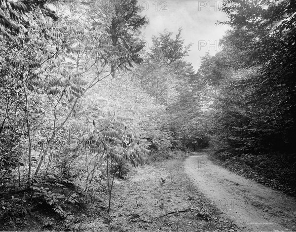 Sumach in autumn, Pittsfield, Mass., c.between 1910 and 1920. Creator: Unknown.