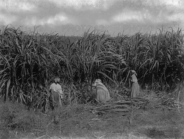 Cutting sugar cane, Baton Rouge, La., between 1900 and 1920. Creator: Unknown.