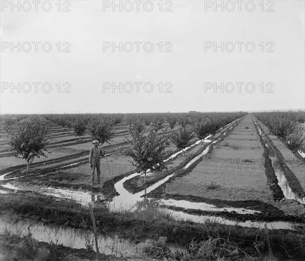 Man in irrigated orchard, probably Pontiac, Ill., between 1900 and 1910. Creator: Unknown.
