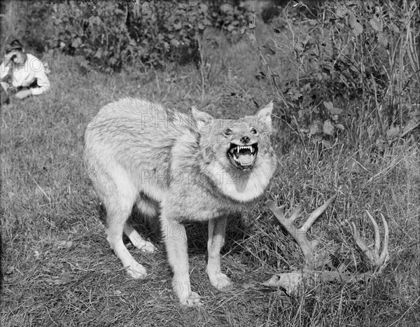 A Northern Michigan timber wolf, Sault Sainte Marie, between 1905 and 1915. Creator: Unknown.