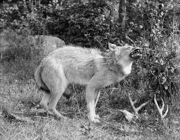 A Northern Michigan timber wolf, Sault Sainte Marie, between 1905 and 1915. Creator: Unknown.