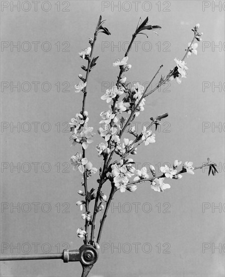 Peach blossoms, between 1900 and 1905. Creator: Unknown.