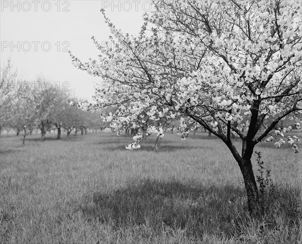 A Cherry tree, between 1900 and 1905. Creator: Unknown.