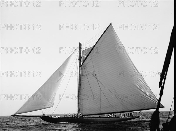 Shamrock, c1899. Creator: John S Johnston.