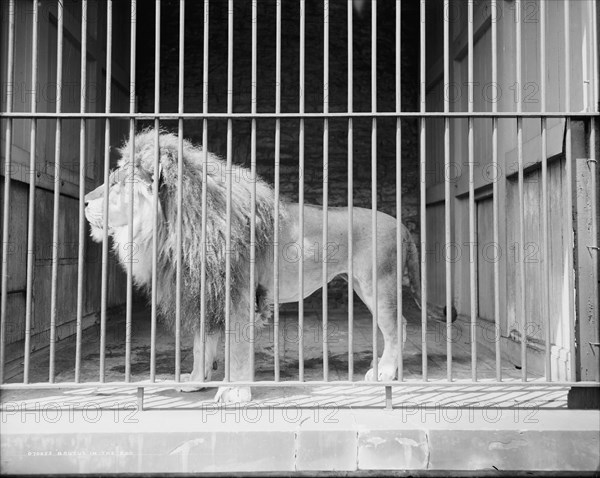 Brutus in the zoo, c1907. Creator: Unknown.