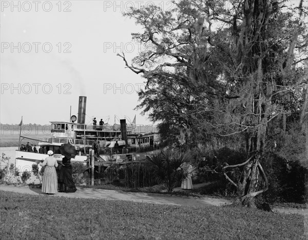 Steamer landing, Magnolia-on-the-Ashley, Charleston, S.C., between 1900 and 1910. Creator: Unknown.