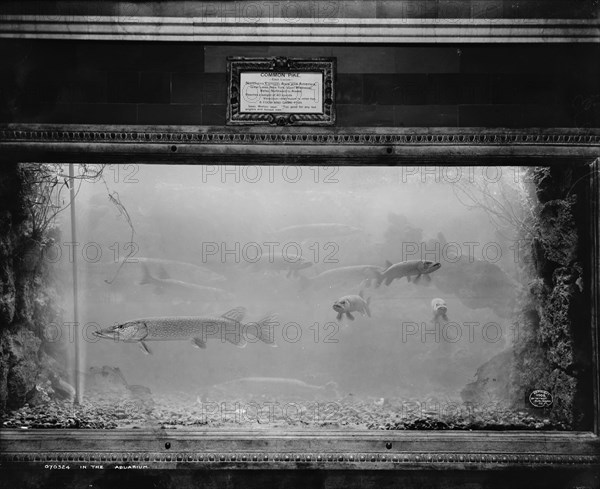 In the aquarium, c1908. Creator: Unknown.