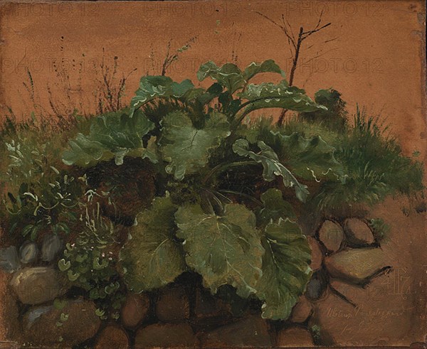 A Burdock and Other Plants on a Stone Wall, 1847. Creator: Johan Thomas Lundbye.