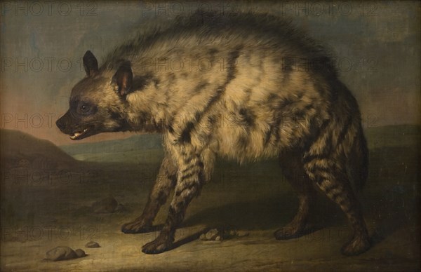 Hyena from the menagerie at Frederiksberg Castle, 1767. Creator: Jens Juel.